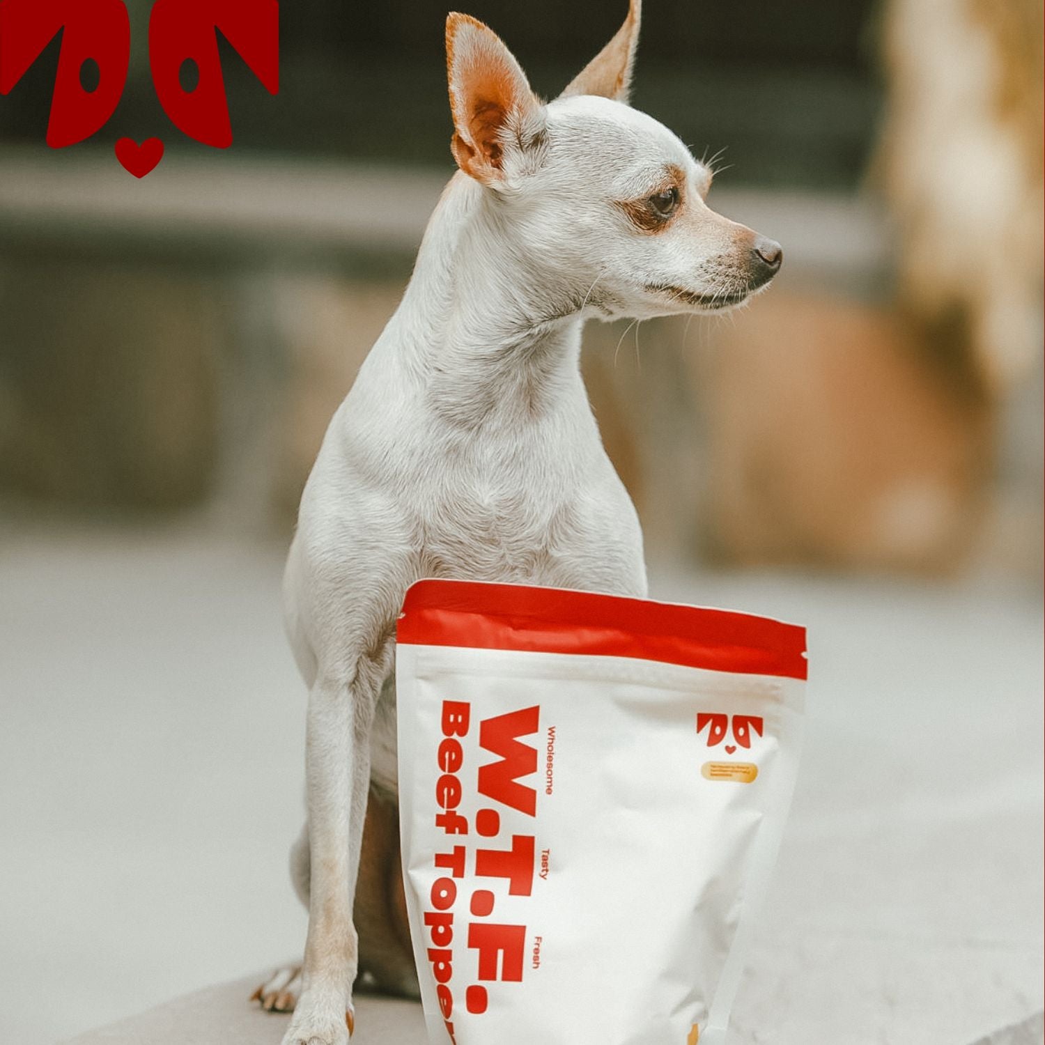 Small white dog holding a bag of WTF Beef Topper dog treats with red text on the bag