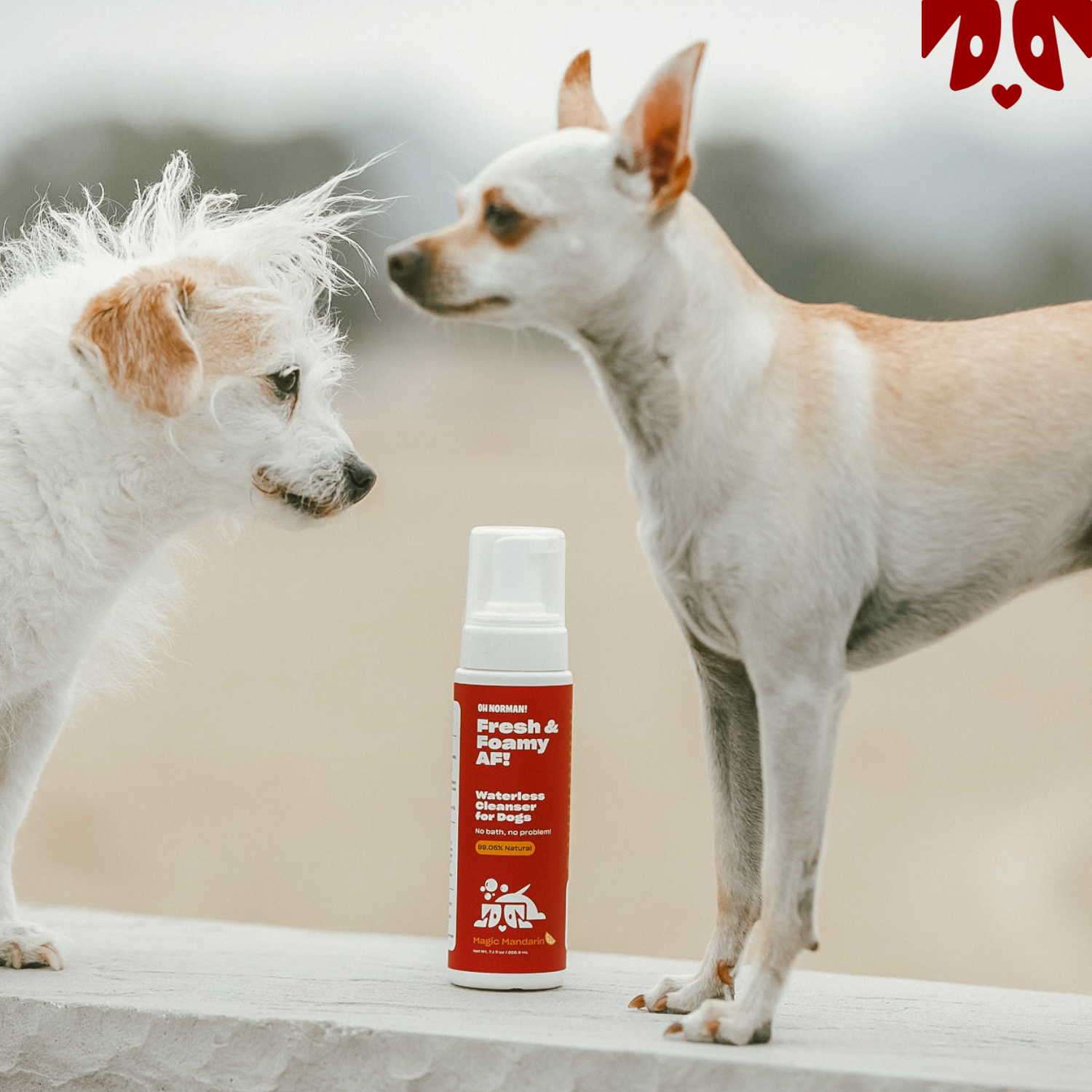 Two small dogs sniffing a red and white bottle of pet shampoo on a ledge outdoors.