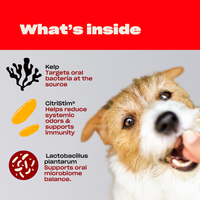 Promotional graphic showing What's inside with kelp, CitriStim, Lactobacillus plantarum and a dog being fed